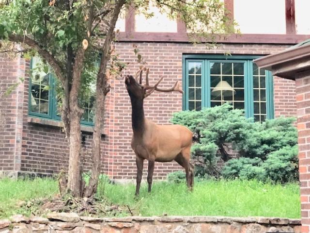 Colorado Bed & Breakfast With Beautiful Views Evergreen Exterior foto
